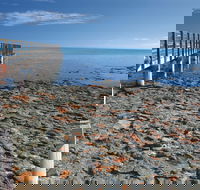 Hamelin Pool Stromatolites - Great Ocean Road Tourism