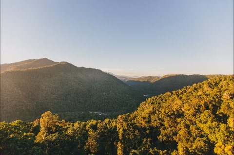 Mamu Tropical Skywalk - Great Ocean Road Tourism 1
