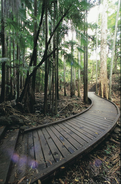 Mapleton Falls National Park - Great Ocean Road Tourism 1