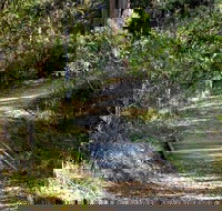 McDirtys Walking Track - Great Ocean Road Tourism