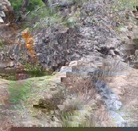 Mill-bullah Walking Track - Great Ocean Road Tourism