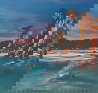 Tangalooma Wild Dolphin Feeding - Great Ocean Road Tourism