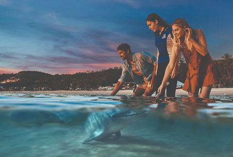 Tangalooma Wild Dolphin Feeding - Great Ocean Road Tourism 0