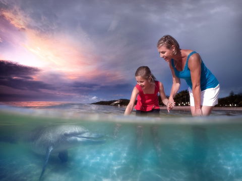Tangalooma Wild Dolphin Feeding - Great Ocean Road Tourism 1