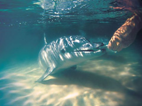 Tangalooma Wild Dolphin Feeding - Great Ocean Road Tourism 2