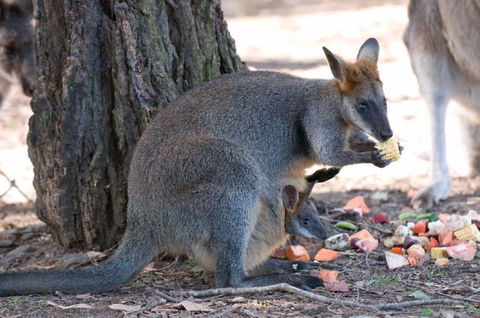Wirrimbirra Sanctuary - Great Ocean Road Tourism 0