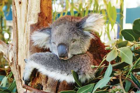 Animals And Family Fun - Great Ocean Road Tourism 0