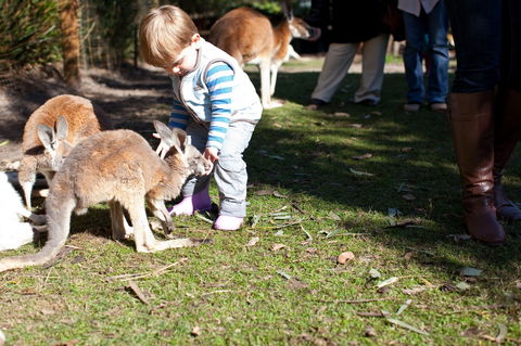 Animals And Family Fun - Great Ocean Road Tourism 1