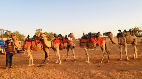 Broken Hill Camels - Great Ocean Road Tourism 0