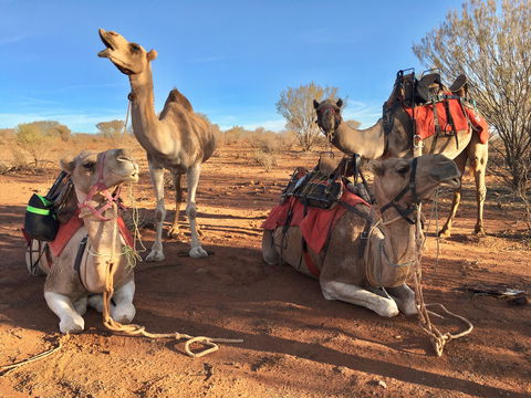 Broken Hill Camels - Great Ocean Road Tourism 1