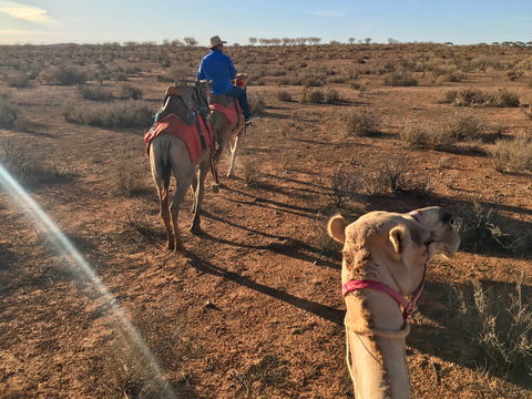 Broken Hill Camels - Great Ocean Road Tourism 2