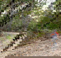 Cawleys Road trail - Great Ocean Road Tourism