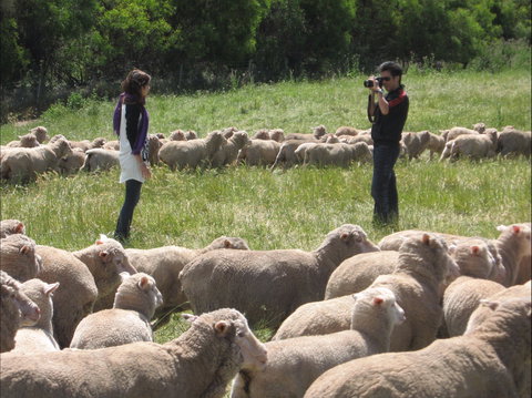 Curringa Farm - Accommodation And Farm Tours - Great Ocean Road Tourism 1