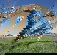 Greenough Leaning Trees - Great Ocean Road Tourism