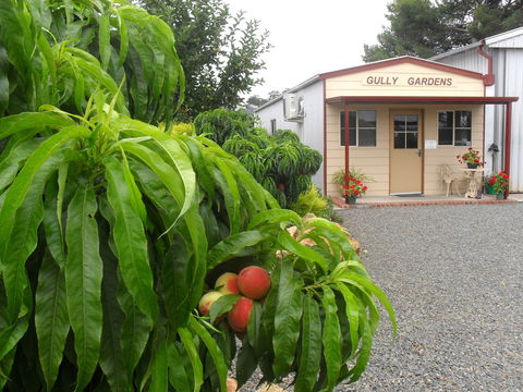 Gully Gardens - Great Ocean Road Tourism 0