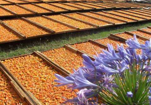 Gully Gardens - Great Ocean Road Tourism 2