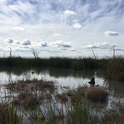 Gwydir Wetlands Moree - Great Ocean Road Tourism 0
