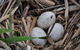 Gwydir Wetlands Moree - thumb 2