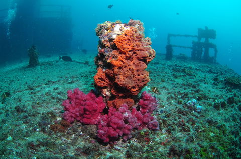 HMAS Brisbane Dive Site - Great Ocean Road Tourism 0