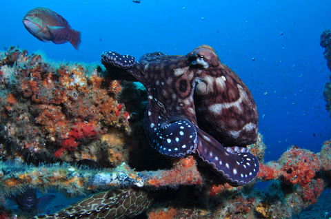HMAS Brisbane Dive Site - Great Ocean Road Tourism 2