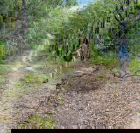 Kangaroo River Walking Track - Great Ocean Road Tourism