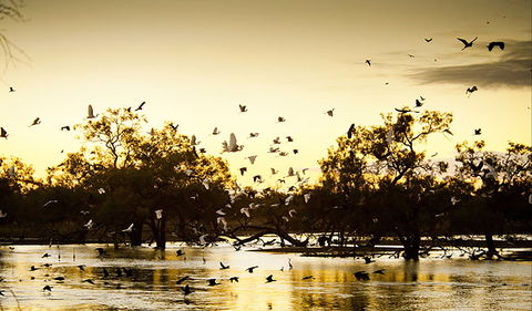 Kinchega Homestead Billabong Walk - Great Ocean Road Tourism 0