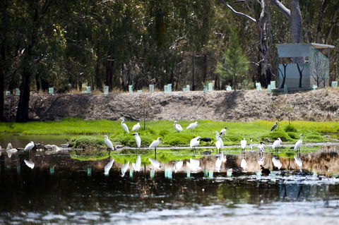Narrandera Wetlands - Great Ocean Road Tourism 1