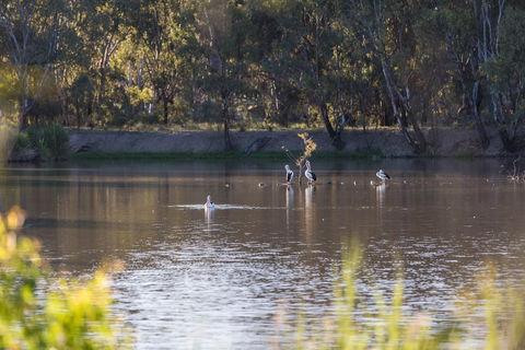 Narrandera Wetlands - Great Ocean Road Tourism 2