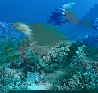 Pams Point - Great Ocean Road Tourism