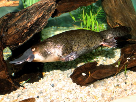 Platypus House - Great Ocean Road Tourism 0