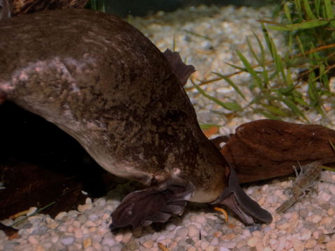 Platypus House - Great Ocean Road Tourism 1