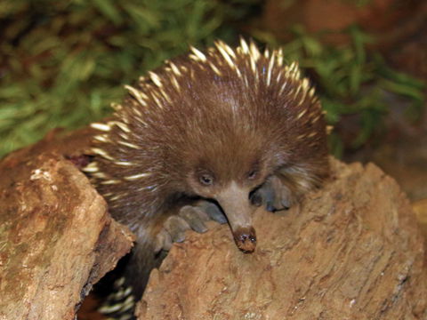 Platypus House - Great Ocean Road Tourism 2