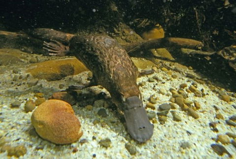 Platypus Pool - Great Ocean Road Tourism 0