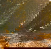 Raysource Road - Great Ocean Road Tourism