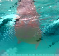 Seal Cove - Great Ocean Road Tourism