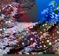 Smith Rock Dive Site - Great Ocean Road Tourism