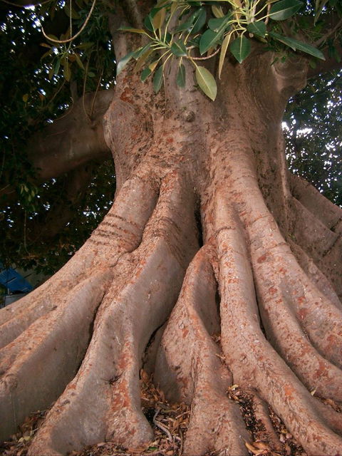 The Big Fig Tree - Great Ocean Road Tourism 0