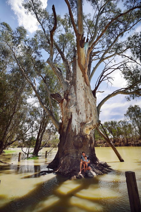 The Big Tree - Great Ocean Road Tourism 0