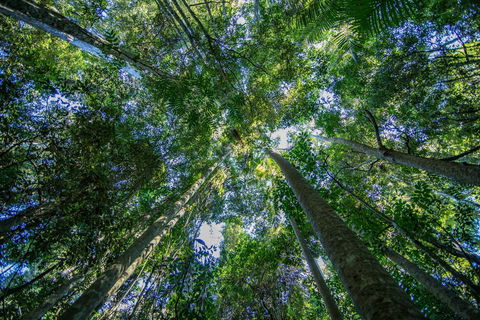 Thylogale Track - Great Ocean Road Tourism 1