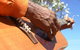 Winanjjikari Music Centre - thumb 0