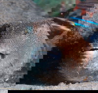 Amity Point Dive Site - Great Ocean Road Tourism