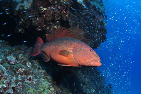 Anchor Bommie Dive Site - Great Ocean Road Tourism 0