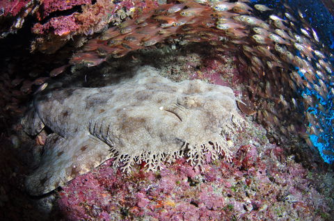 Anchor Bommie Dive Site - Great Ocean Road Tourism 1
