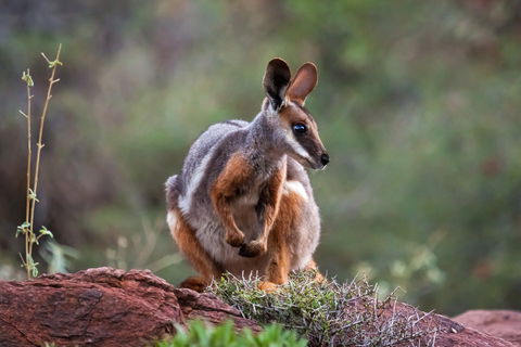 Arkaroola Wilderness Sanctuary - Great Ocean Road Tourism 0