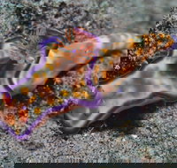 Curtin Artificial Reef Dive Site - Great Ocean Road Tourism