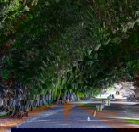 Fig Tree Avenue - Great Ocean Road Tourism