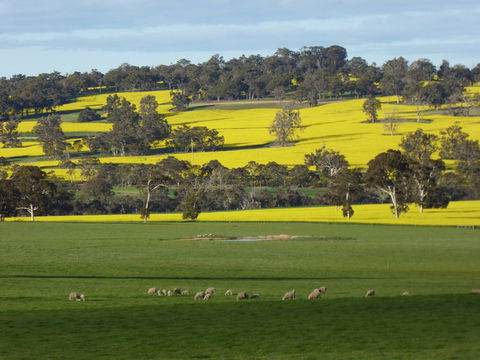 Fini Olives - Great Ocean Road Tourism 0