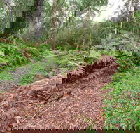 Forest Walking Track Gibraltar Range National Park - Great Ocean Road Tourism