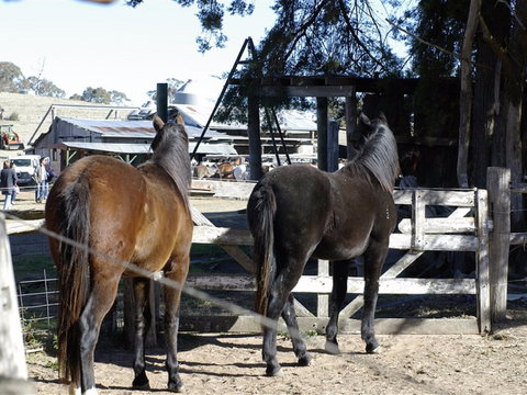 Harlow Park Horse Riding - Great Ocean Road Tourism 1