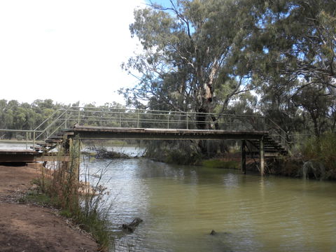 Junction Island Nature Reserve, Canoe Tree And Walking Track - Great Ocean Road Tourism 0